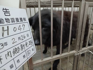 【待認養】混種犬 狗 (男生) - 雲林縣流浪動物收容所