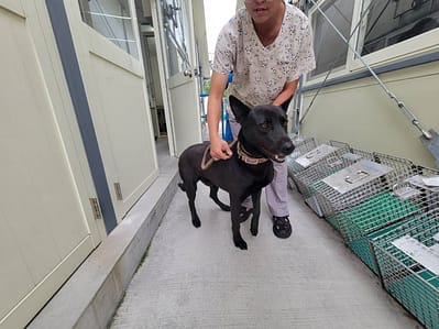 【待認養】混種犬 狗 (男生) - 臺北市動物之家