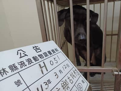 【待認養】混種犬 狗 (男生) - 雲林縣流浪動物收容所