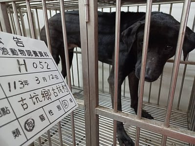 【待認養】混種犬 狗 (男生) - 雲林縣流浪動物收容所
