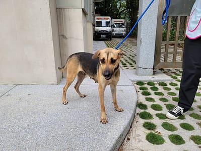 【待認養】混種犬 狗 (女生) - 新竹市動物保護教育園區