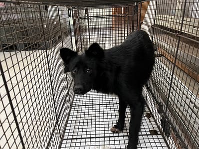 【待認養】混種犬 狗 (女生) - 金門縣動物收容中心