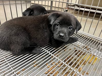 【待認養】混種犬 狗 (女生) - 桃園市動物保護教育園區