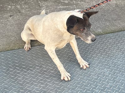 【待認養】混種犬 狗 (女生) - 新北市板橋區公立動物之家