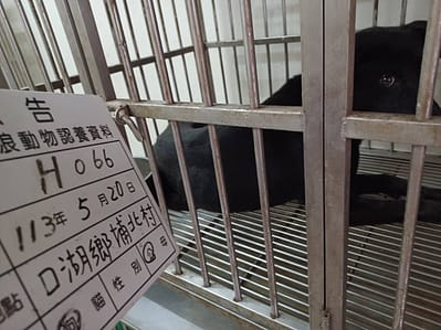 【待認養】混種犬 狗 (男生) - 雲林縣流浪動物收容所