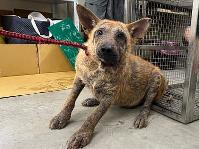 【待認養】混種犬 狗 (男生) - 臺北市動物之家