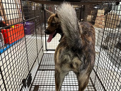【待認養】混種犬 狗 (女生) - 金門縣動物收容中心
