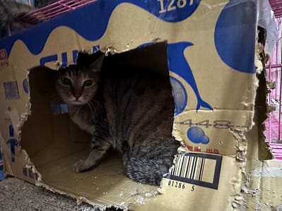 【待認養】混種貓 貓 (女生) - 臺北市動物之家