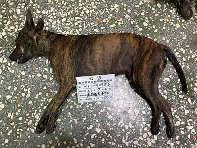 【待認養】混種犬 狗 (男生) - 雲林縣流浪動物收容所
