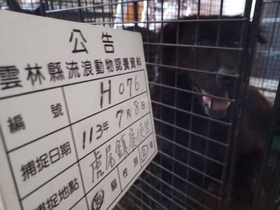 【待認養】混種犬 狗 (男生) - 雲林縣流浪動物收容所