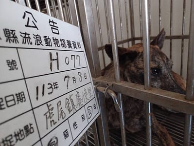 【待認養】混種犬 狗 (男生) - 雲林縣流浪動物收容所