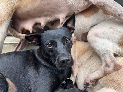 【待認養】混種犬 狗 (女生) - 桃園市動物保護教育園區