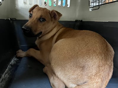 【待認養】混種犬 狗 (男生) - 桃園市動物保護教育園區