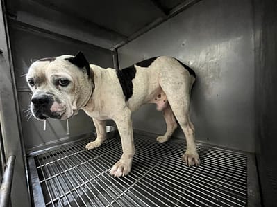 【待認養】美國惡霸犬 狗 (男生) - 臺北市動物之家