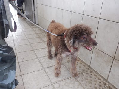 【待認養】貴賓犬 狗 (男生) - 南投縣公立動物收容所