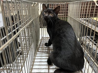 【待認養】混種貓 貓 (女生) - 金門縣動物收容中心