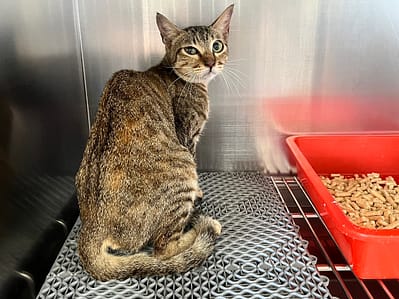 【待認養】混種貓 貓 (女生) - 桃園市動物保護教育園區