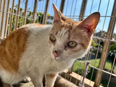 【待認養】混種貓 貓 (男生) - 桃園市動物保護教育園區