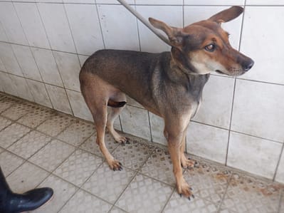 【待認養】混種犬 狗 (女生) - 南投縣公立動物收容所