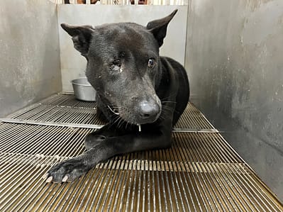 【待認養】混種犬 狗 (男生) - 桃園市動物保護教育園區