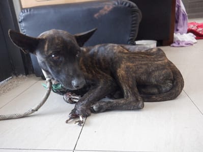 【待認養】混種犬 狗 (男生) - 南投縣公立動物收容所