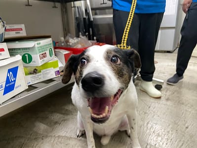 【待認養】混種犬 狗 (女生) - 臺北市動物之家