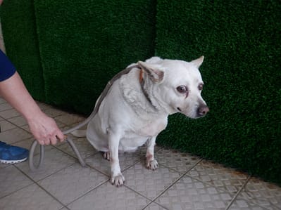 【待認養】混種犬 狗 (女生) - 南投縣公立動物收容所