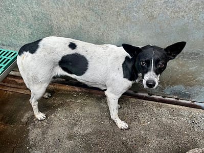 【待認養】混種犬 狗 (女生) - 彰化縣流浪狗中途之家