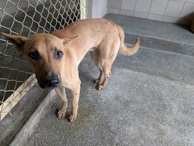 【待認養】混種犬 狗 (男生) - 高雄市燕巢動物保護關愛園區