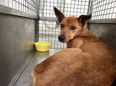 【待認養】混種犬 狗 (女生) - 臺北市動物之家