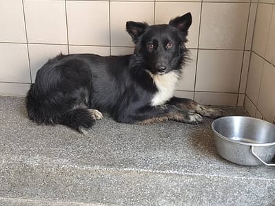 【待認養】混種犬 狗 (男生) - 高雄市燕巢動物保護關愛園區