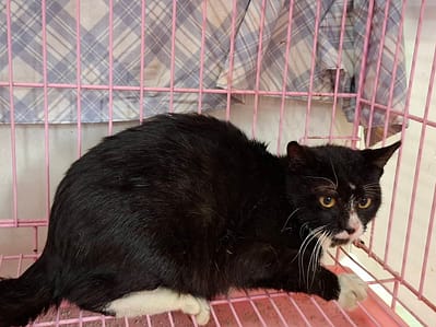 【待認養】混種貓 貓 (男生) - 臺北市動物之家