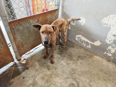 【待認養】台灣犬 狗 (男生) - 新竹市動物保護教育園區
