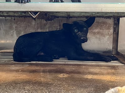 【待認養】混種犬 狗 (男生) - 彰化縣流浪狗中途之家