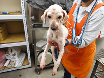 【待認養】貴賓犬 狗 (女生) - 臺北市動物之家