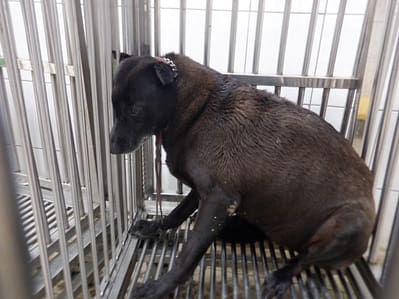 【待認養】混種犬 狗 (女生) - 南投縣公立動物收容所