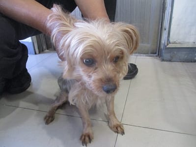 【待認養】約克夏 狗 (女生) - 高雄市壽山動物保護教育園區