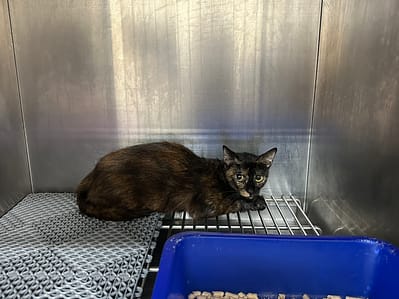 【待認養】混種貓 貓 (女生) - 桃園市動物保護教育園區