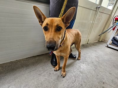 【待認養】混種犬 狗 (男生) - 臺北市動物之家