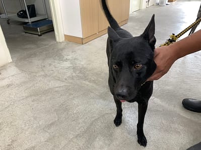 【待認養】混種犬 狗 (男生) - 臺北市動物之家