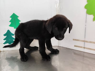 【待認養】混種犬 狗 (女生) - 高雄市燕巢動物保護關愛園區