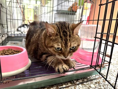 【待認養】美國短毛貓 貓 (男生) - 高雄市壽山動物保護教育園區