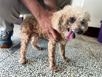 【待認養】貴賓犬 狗 (女生) - 桃園市動物保護教育園區