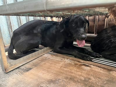 【待認養】混種犬 狗 (女生) - 彰化縣流浪狗中途之家