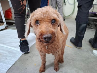 【待認養】貴賓犬 狗 (男生) - 臺北市動物之家