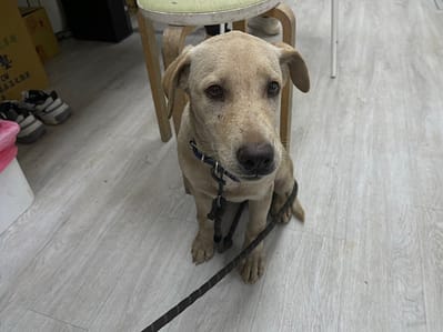 【待認養】混種犬 狗 (女生) - 新北市五股區公立動物之家