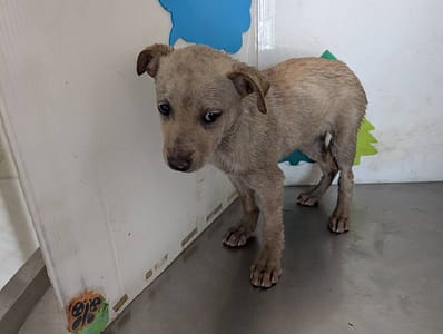 【待認養】混種犬 狗 (女生) - 高雄市燕巢動物保護關愛園區