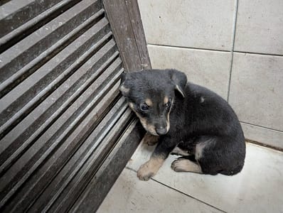 【待認養】混種犬 狗 (男生) - 高雄市燕巢動物保護關愛園區