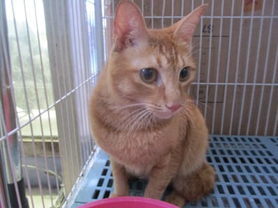 【待認養】混種貓 貓 (男生) - 高雄市壽山動物保護教育園區