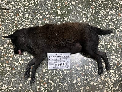 【待認養】混種犬 狗 (女生) - 雲林縣流浪動物收容所